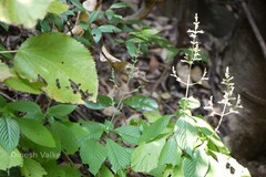 Gymnostachyum canescens